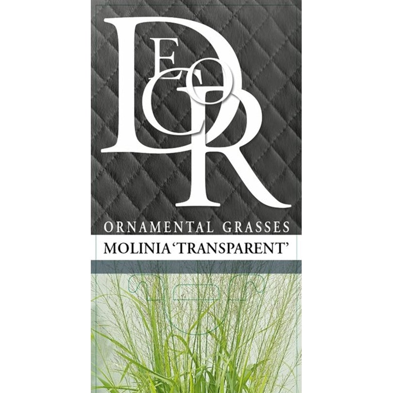 Jättetåtel – Molinia arundinacea 'Transparent' - C2